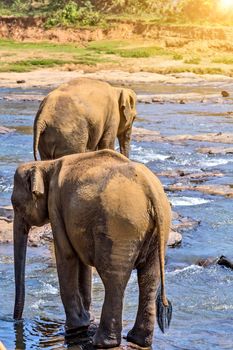 Elephants herd washing attraction river. Pinnawala elephant orphanage, Sri Lanka