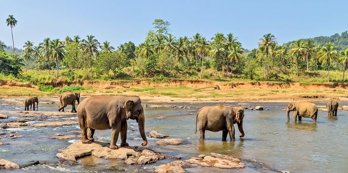 Elephant herd in jungle river - background tropical rainforest with wild animal.