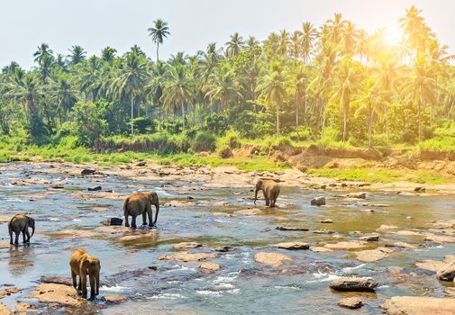 Elephant family Asia Jungle river washing water. Ceylon, Sri Lanka.