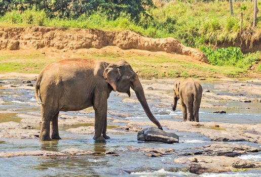 Elephant herd in jungle river - background tropical rainforest with wild animal.