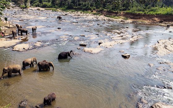 Elephants bathing in the river wild animals, Sri Lanka