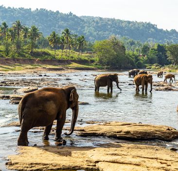 Elephants bathing in the river wild animals, Sri Lanka