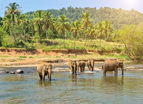 elephant in jungle river washing outdoor leisure.