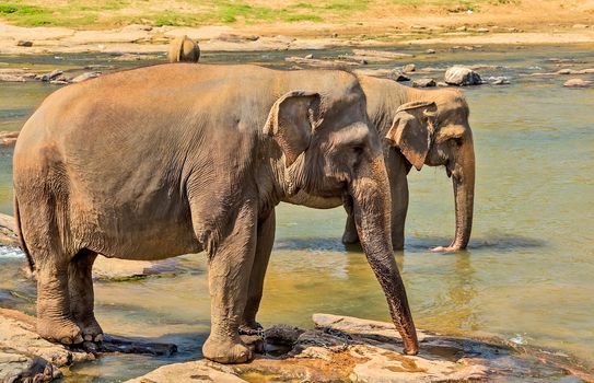 Elephant herd in jungle river - background tropical rainforest with wild animal.