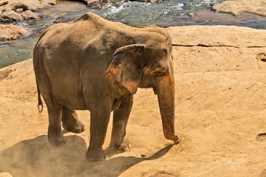 elephant in jungle river washing outdoor leisure.