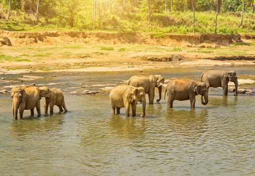 Beautiful elephant mother river outdoor leisure. elephants attraction Bathing water of jungle.