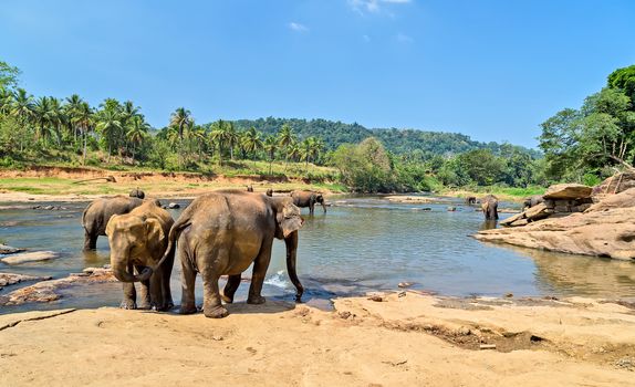 Elephants herd washing attraction river. Pinnawala elephant orphanage, Sri Lanka
