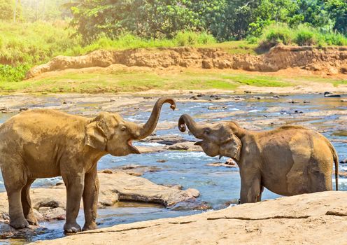 Elephants herd washing attraction river. Pinnawala elephant orphanage, Sri Lanka