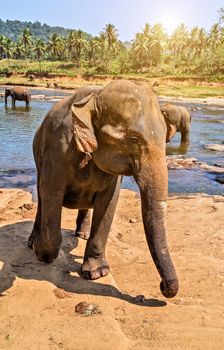 Elephants herd washing attraction river. Pinnawala elephant orphanage, Sri Lanka