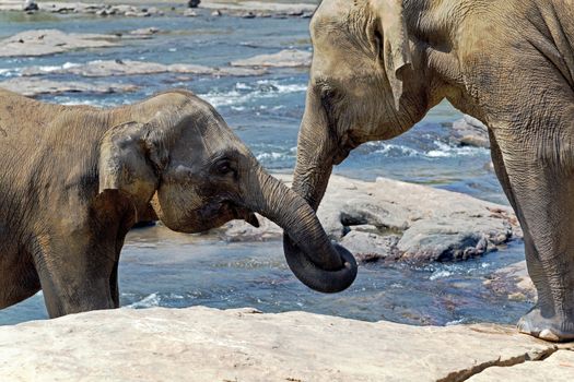 Elephant kissing represents love, Sri Lanka.