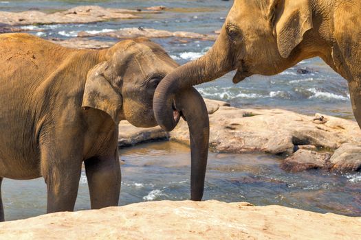 family Asia Elephant bath in river Ceylon, Pinnawala, Sri Lanka