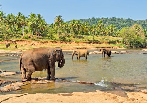 Elephant family Asia Jungle river washing water. Ceylon, Sri Lanka.