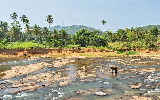 Asia Elephant bath in river Ceylon. Pinnawala. Sri Lanka