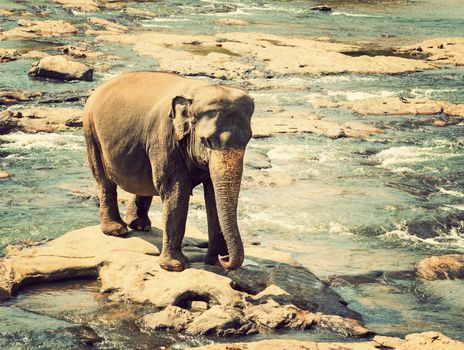 Elephant bath in the river Sri Lanka, Ceylon, North Central Province, Pinnawela vintage nature background