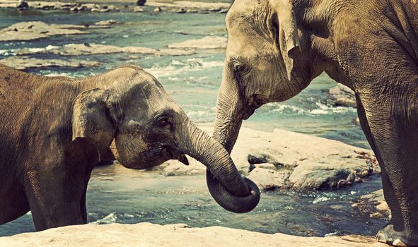 Elephant kissing represents love, Sri Lanka. vintage nature background