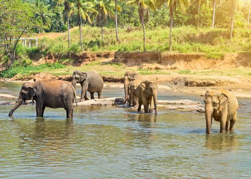 elephant in jungle river washing outdoor leisure.