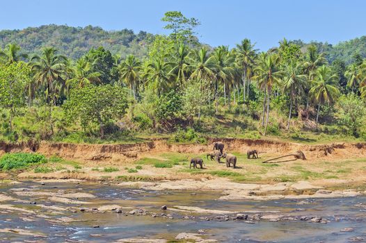 Elephant family Asia Jungle river washing water. Ceylon, Sri Lanka.