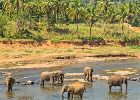 Asia Elephant bath in river Ceylon. Pinnawala. Sri Lanka