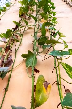 Some strands of ivy turkey grow up a yellow house wall. The leaves already have some brown spots.