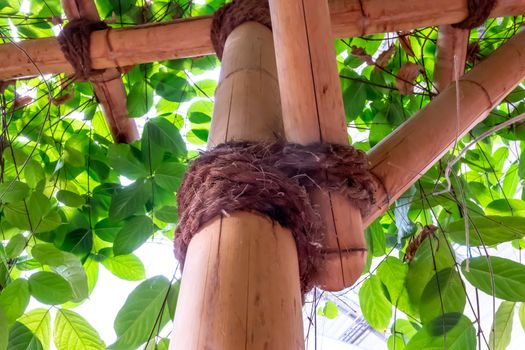 A roof scaffold made of bamboo canes with brown ropes made of natural fiber constructed under a canopy of leaves.