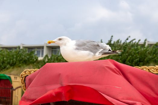 Fehmarn, Schleswig-Holstein/Germany - 03.09.2019: A seagull sits on an empty beach chair with a red awning and looks to the side.