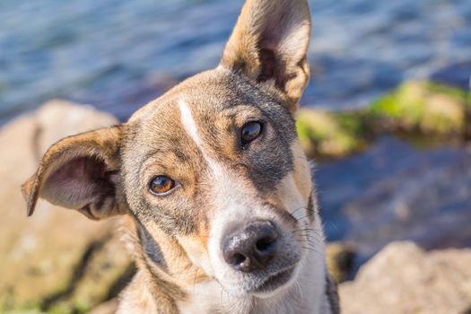 Curious dog. Lovely view of the dog. Homeless dog. A dog on the rocks by the sea.