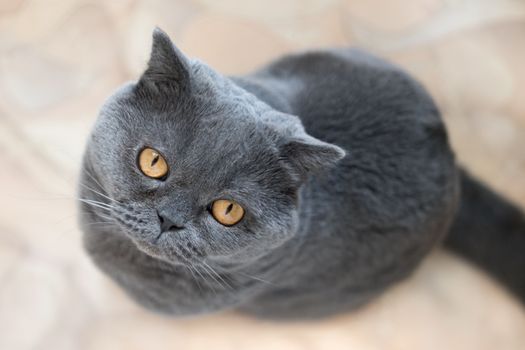 Favorite pet. British cat. A cat with big eyes. Lovely pet. Attentive look of a cat. Beautiful kitty. British cat sitting on the floor, looking up.