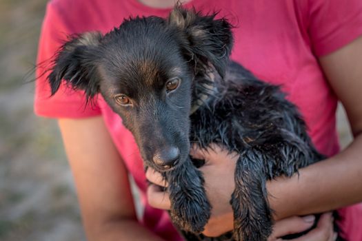 A sad puppy in the arms of a girl. A girl is holding a dog in her arms. Friendship of man and dog. A dog is a man's friend. Charity towards animals.