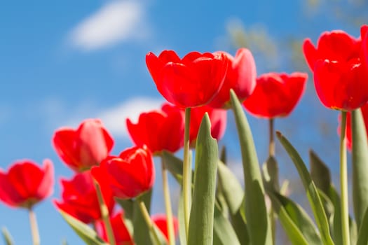 Flowering red tulips. Tulips against the blue sky. The stalks of tulips.
