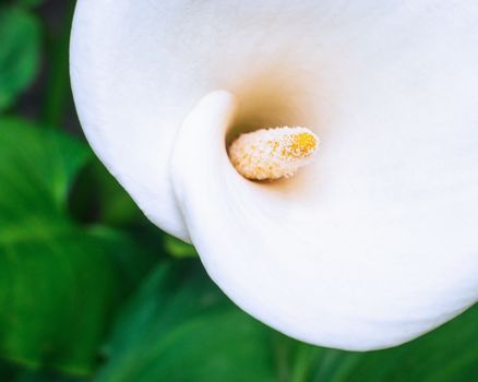 White calla lily macro shot in garden, lush green foliage in the background, panoramic crop