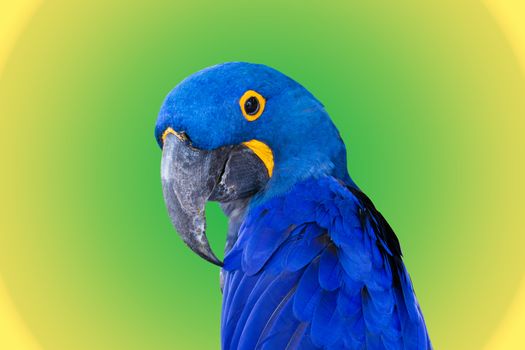 Close-up Bird Blue macaw parrot with gradient color green and yellow  background 
