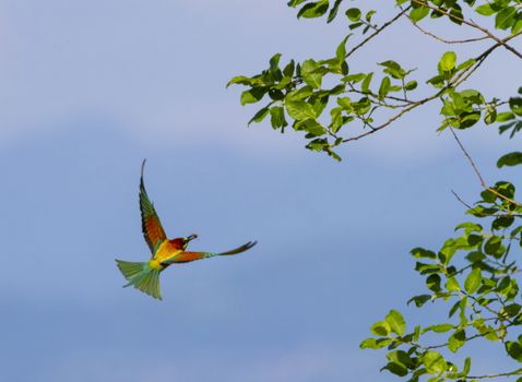 European bee-eater, merops apiaster, bird flight to a branch