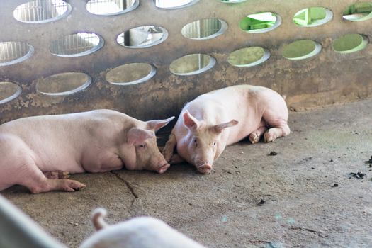 The fat pig is sleeping after eating a meal at the pig farm. Pig farm, closed system to prevent odors and germs.