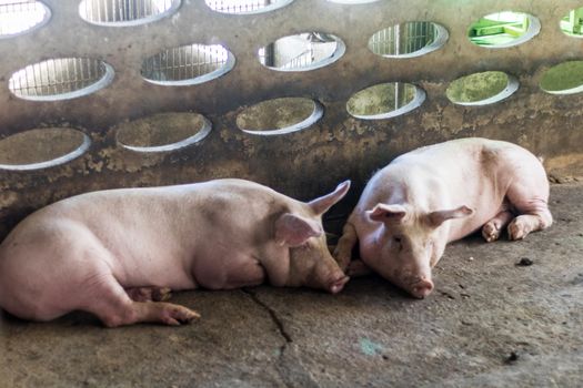 The fat pig is sleeping after eating a meal at the pig farm. Pig farm, closed system to prevent odors and germs.