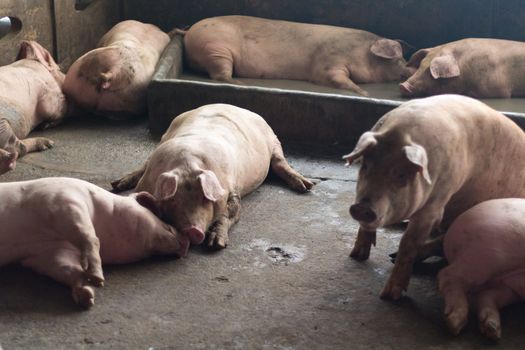 Pigs sleep on the pig farms after eating. Pigs on the farm are closed in the building.