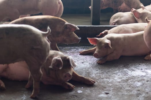 Pigs sleep on the pig farms after eating. Pigs on the farm are closed in the building.