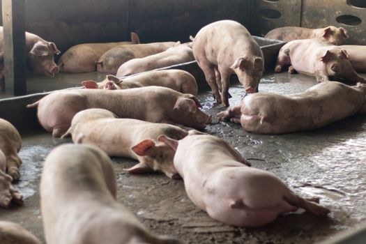 Pigs sleep on the pig farms after eating. Pigs on the farm are closed in the building.