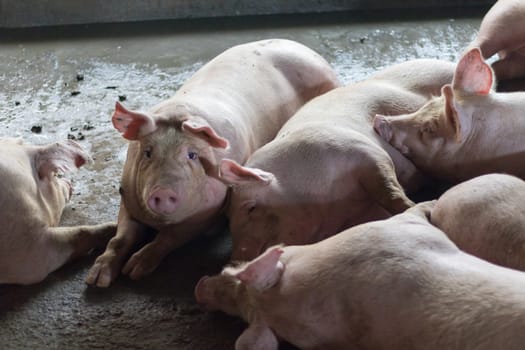 Pigs sleep on the pig farms after eating. Pigs on the farm are closed in the building.