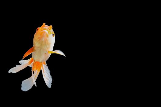 Close up Goldfish oranda white with orange Black background scene