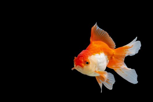 Close up Goldfish oranda white with orange Black background scene