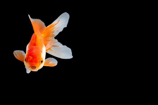 Close up Goldfish oranda white with orange Black background scene