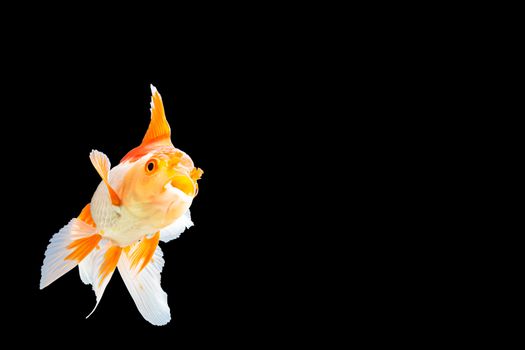 Close up Goldfish oranda white with orange Black background scene