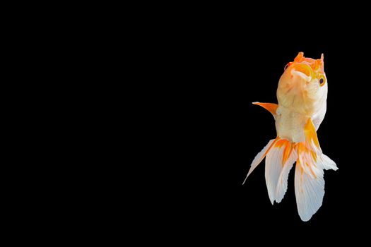Close up Goldfish oranda white with orange Black background scene