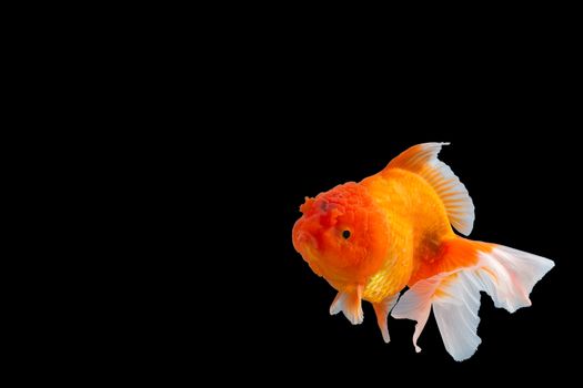 Close up Goldfish oranda white with orange Black background scene