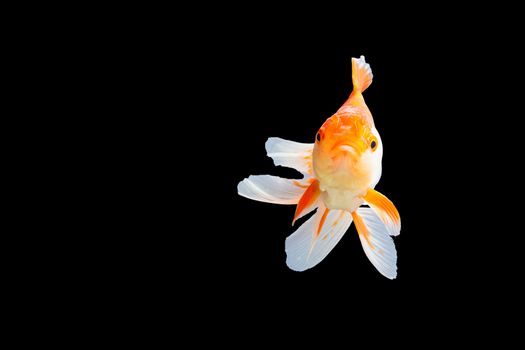 Close up Goldfish oranda white with orange Black background scene