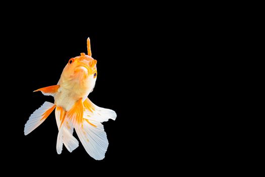 Close up Goldfish oranda white with orange Black background scene