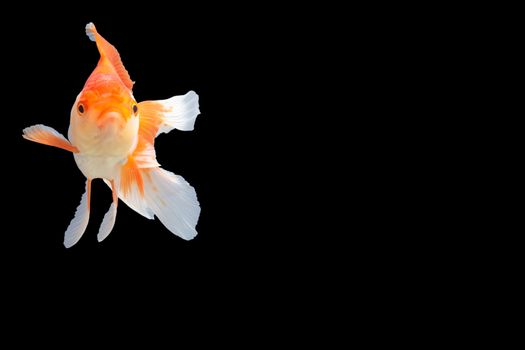 Close up Goldfish oranda white with orange Black background scene