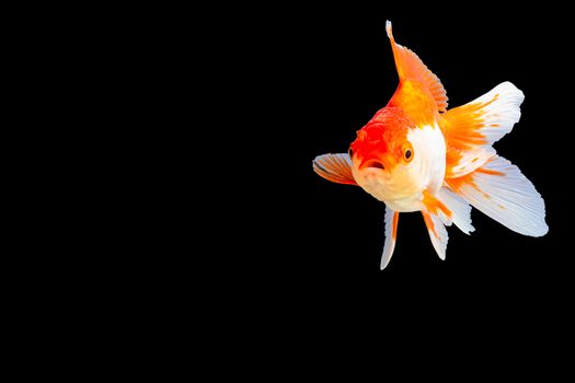 Close up Goldfish oranda white with orange Black background scene