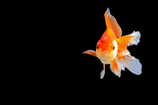 Close up Goldfish oranda white with orange Black background scene