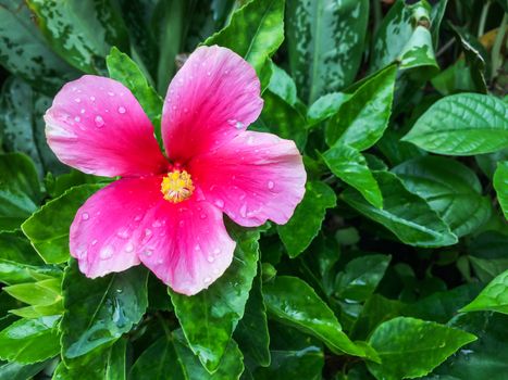 Pink Hibiscus flower is blossom on green leaf color background which has a drop of water on the petals.